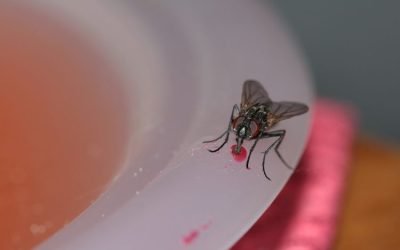 Amankah Minum Air Yang Tercelup Lalat